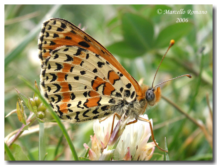 Melitaea didyma